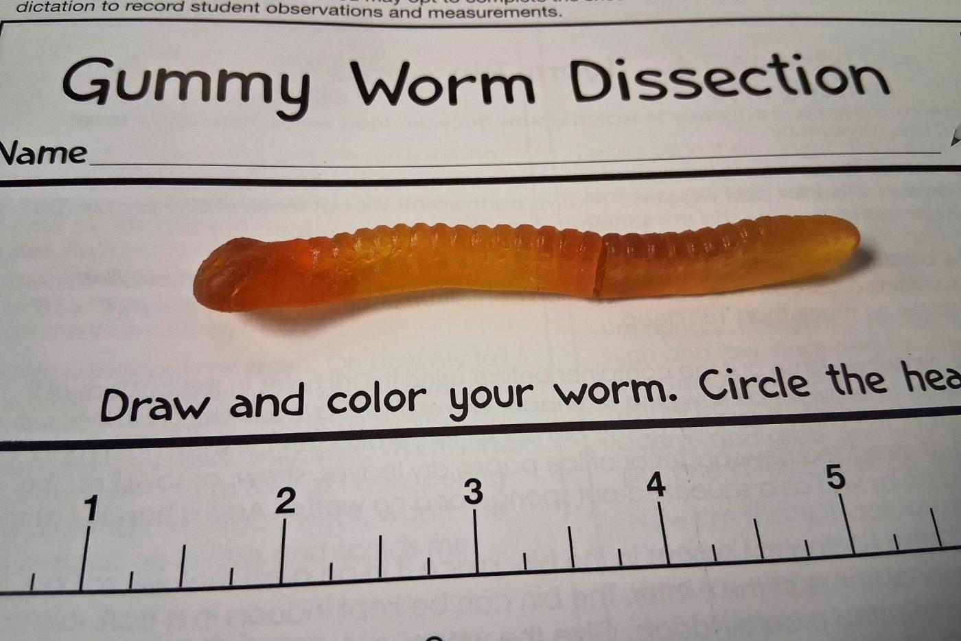 Gummy worm to scale...