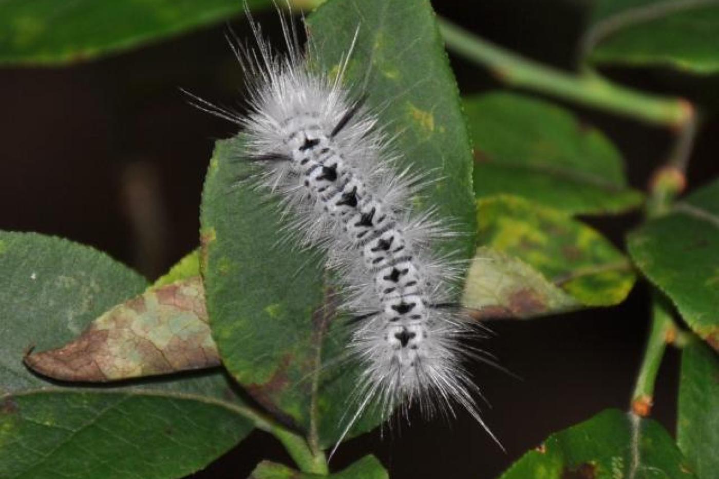 Picture of a hickory tussock moth. 