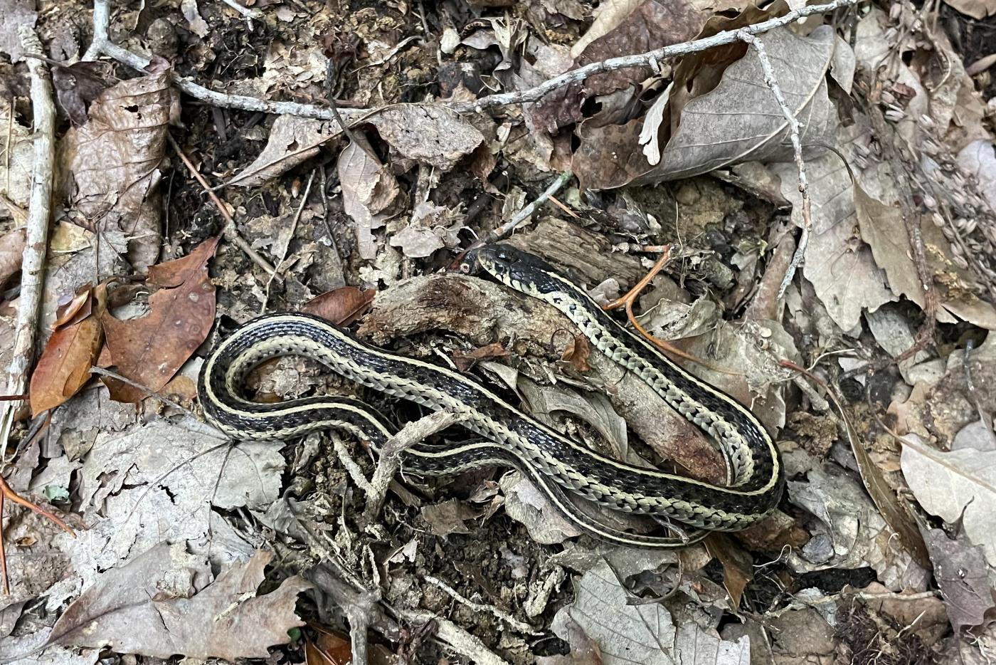 A garter snake rests on the leaf litter on the Lake Loop Trail