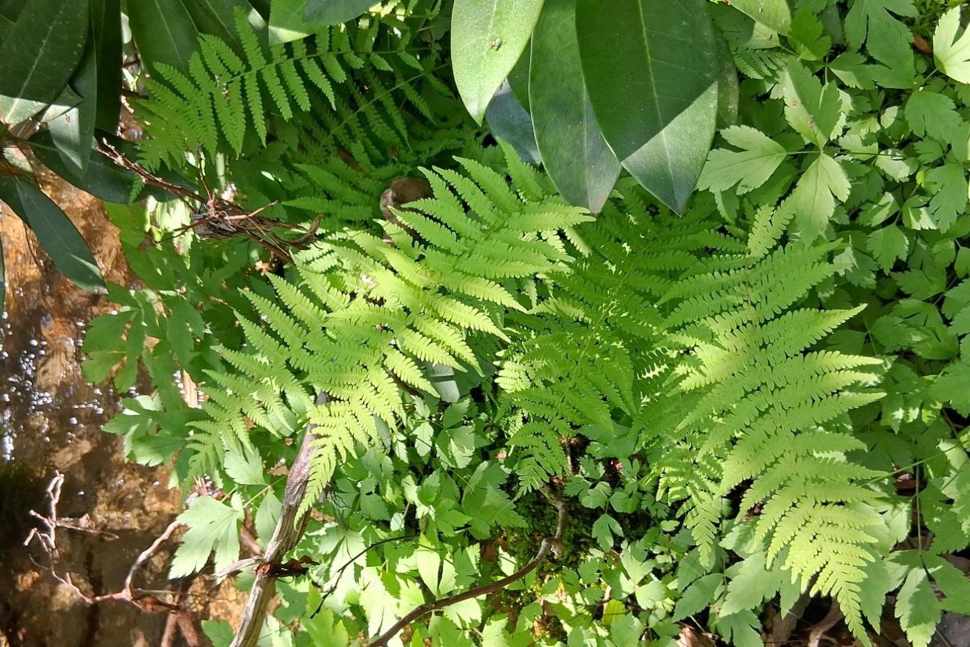 An array of plants can create unique patterns!