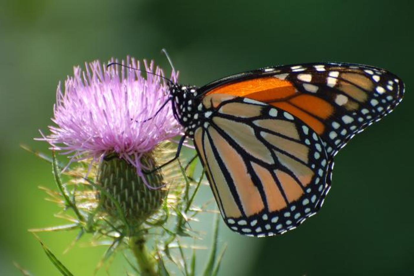 Monarch butterfly on thistle.