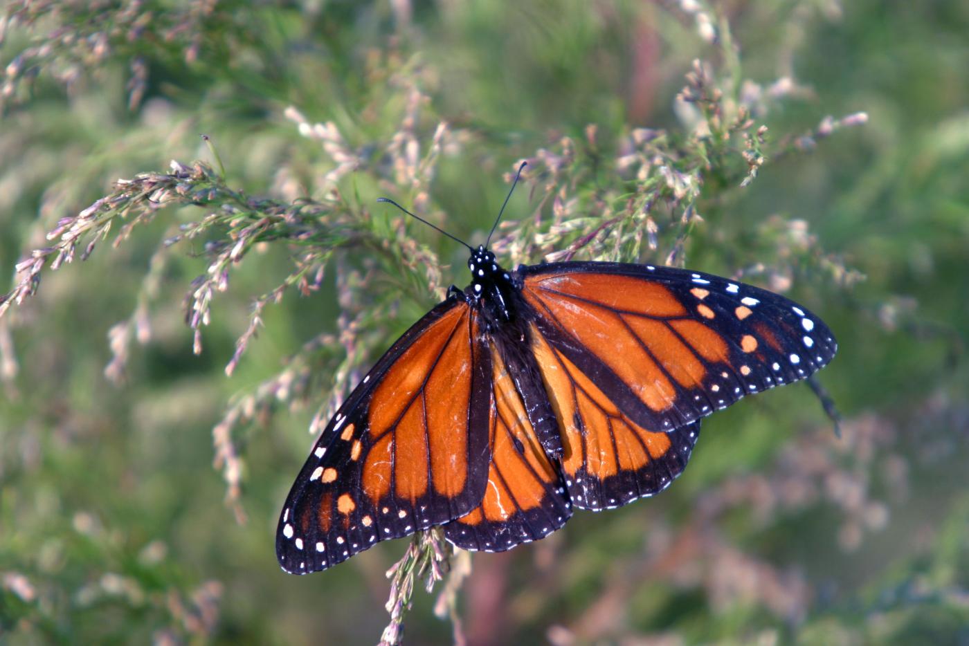 Danaus plexippus