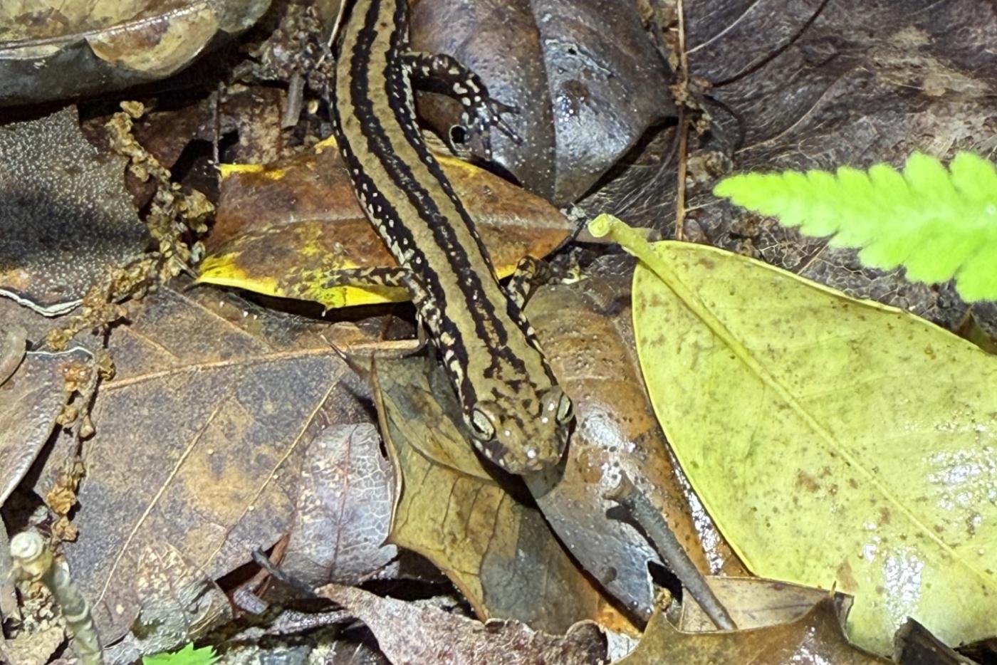 A three-lined salamander makes its way to Indian Creek