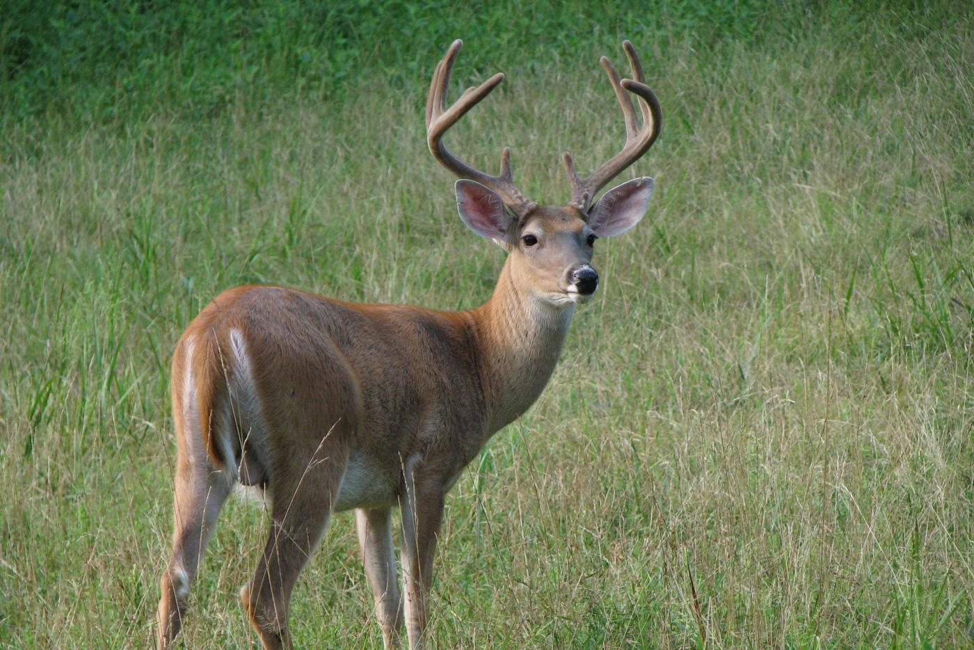 White tailed deer buck standing in field
