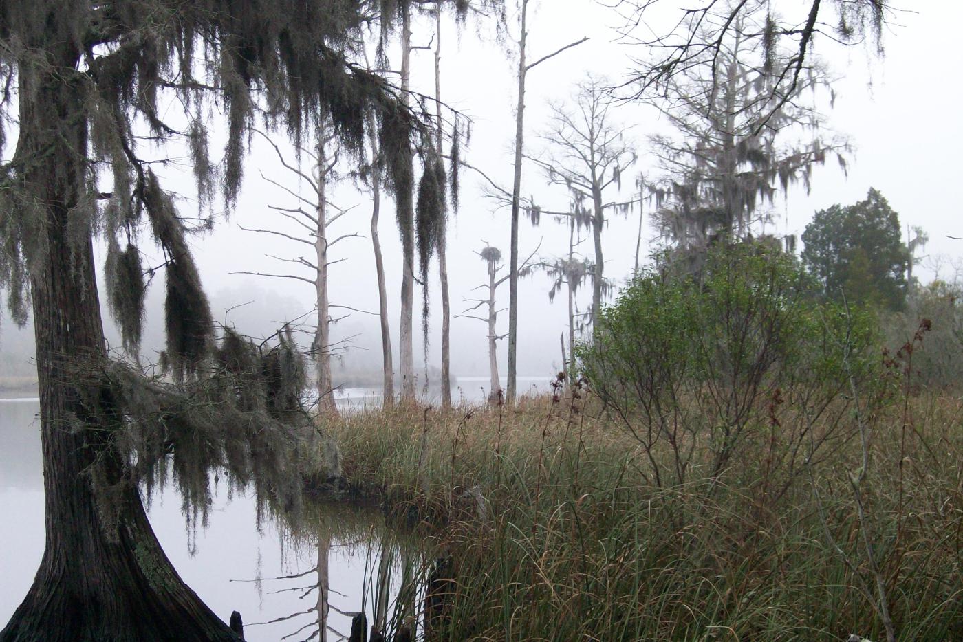 Spanish moss on tree at water's edge