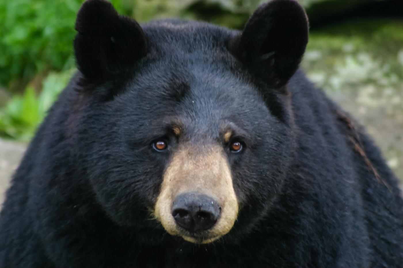 Black bear. 