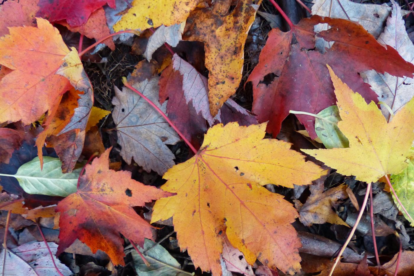 Picture of different colored fall leaves.