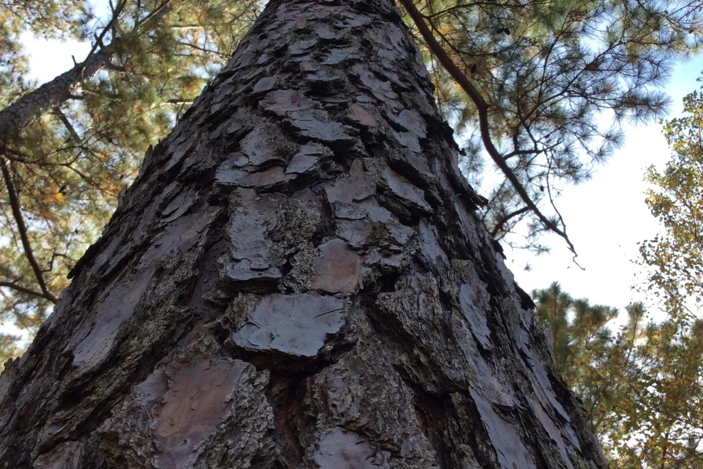 Loblolly Pine