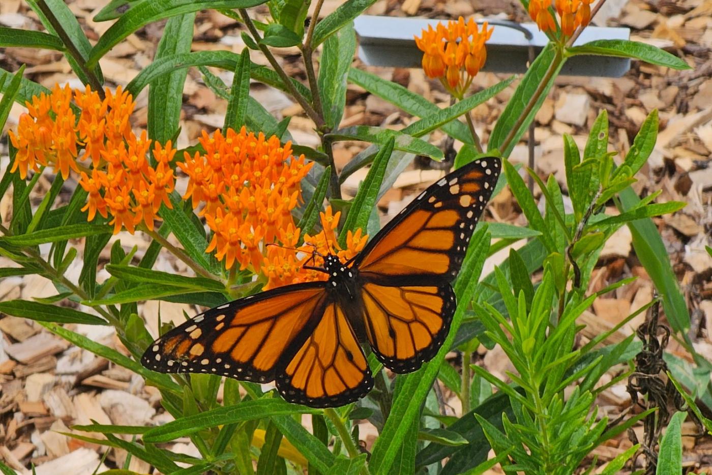 A monarch butterfly on a milkweed plant. 