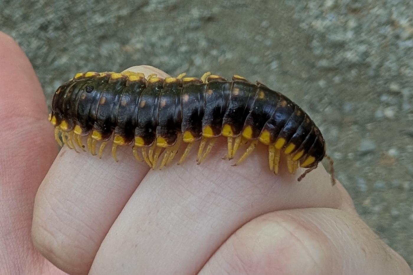 Ashley hold as cool millipede