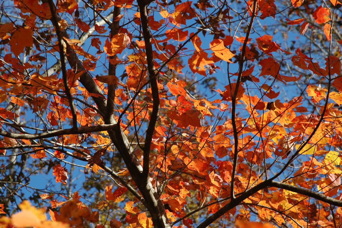 Fall leaves on a tree