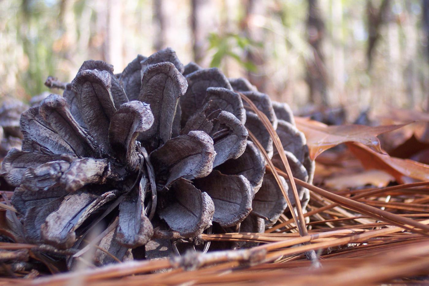 close up of pine cone