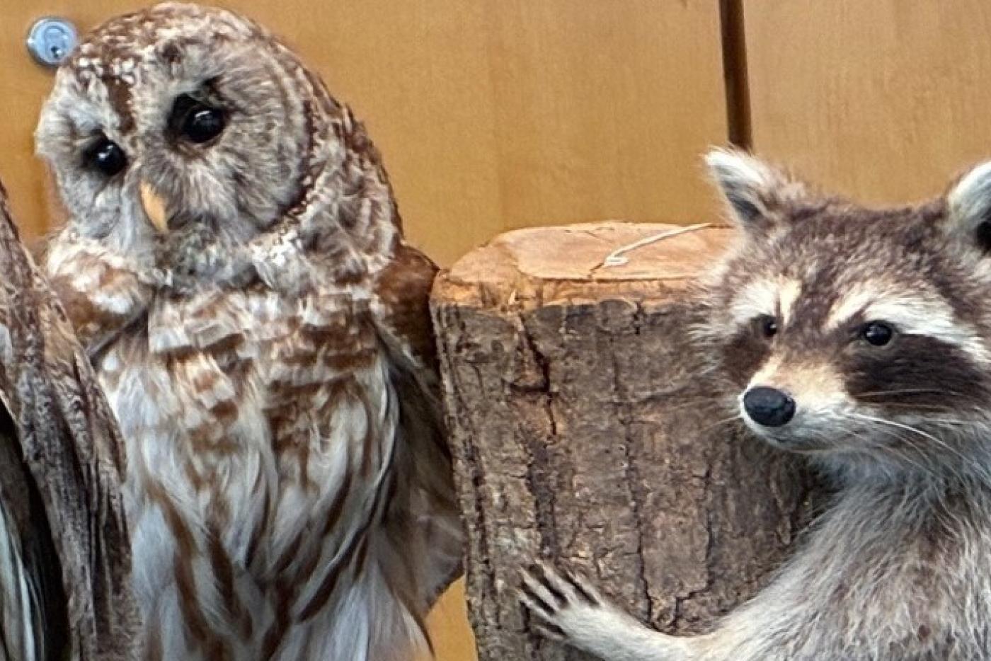 Barred Owl and Raccoon