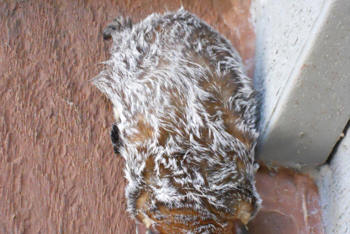 Hoary bat with white fur tips snuggled up clinging to a wall.