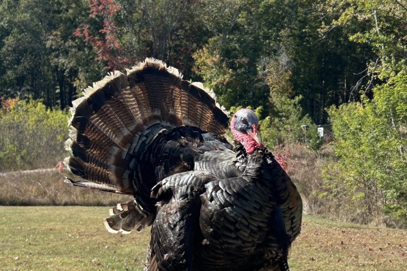 taxidermy turkey, with Pilot Mountain in the background. 