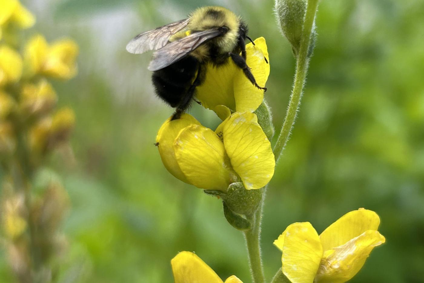 Bee on a flower