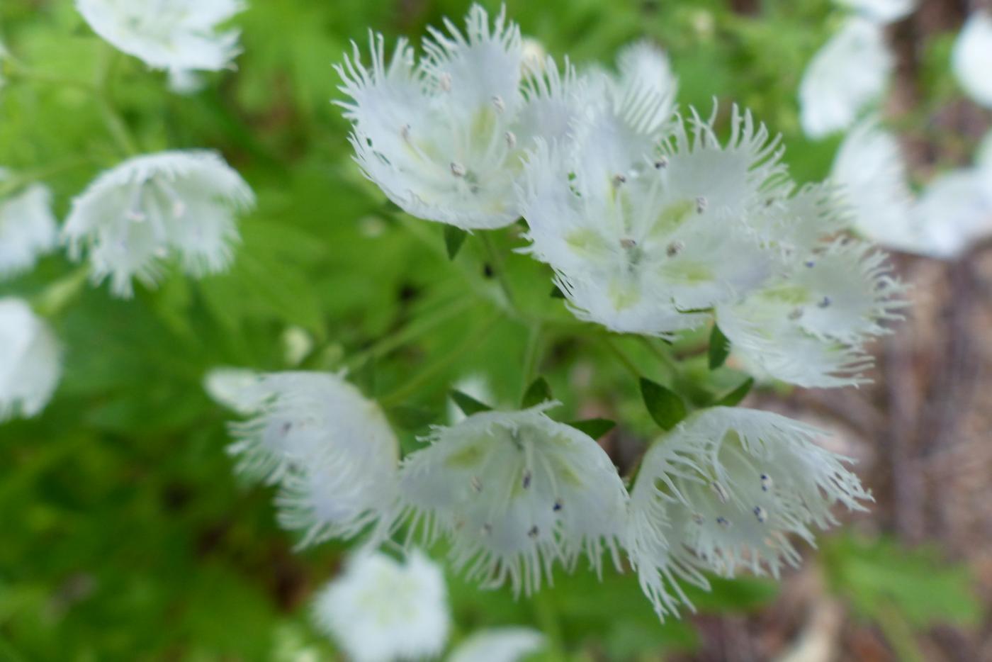 Fringed phacelia flower