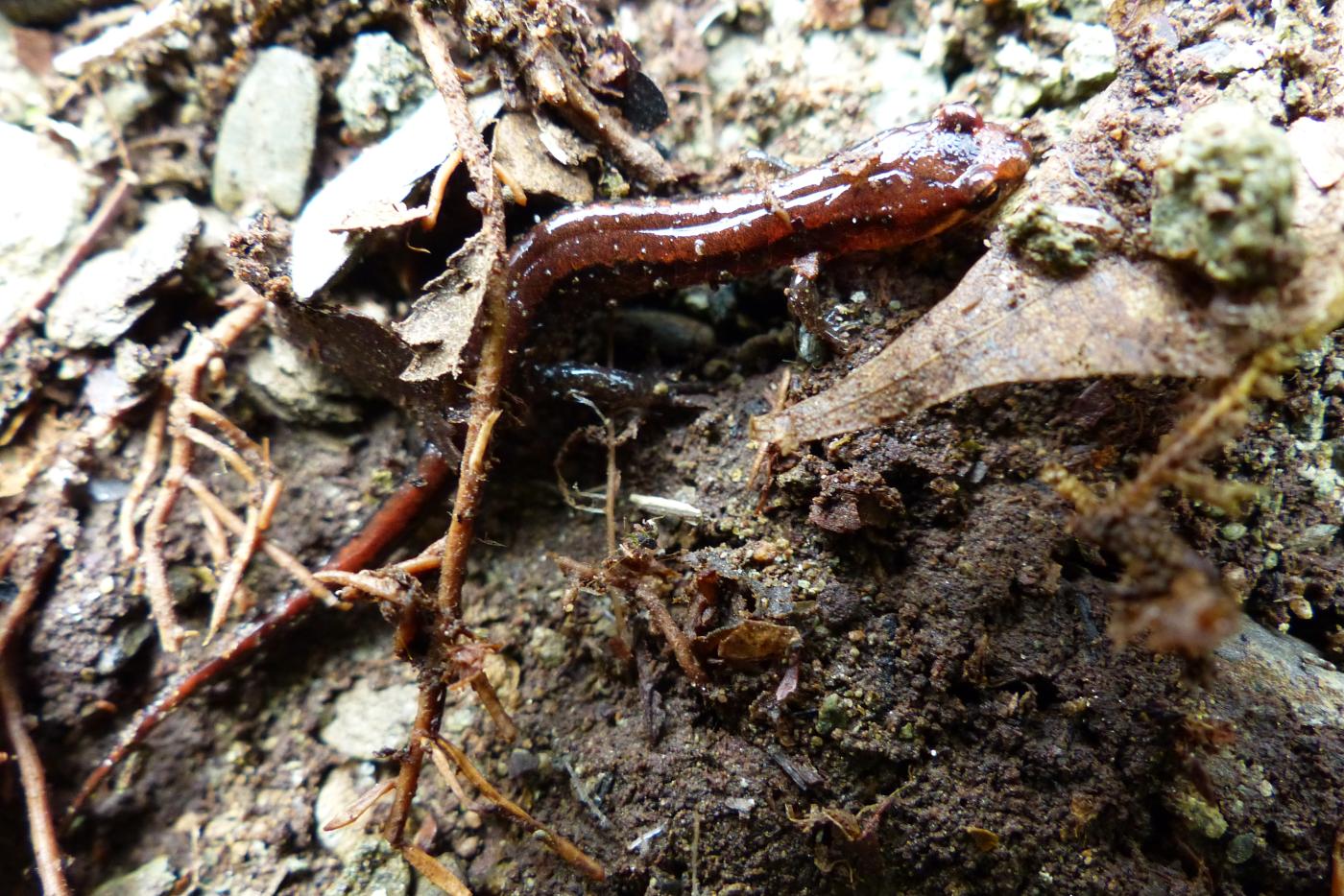 A salamander on the ground