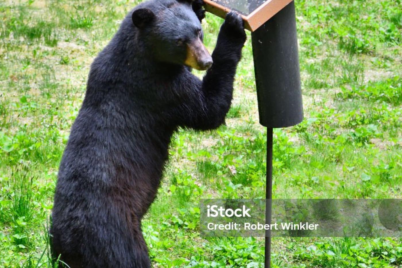 Bear eating bird seed