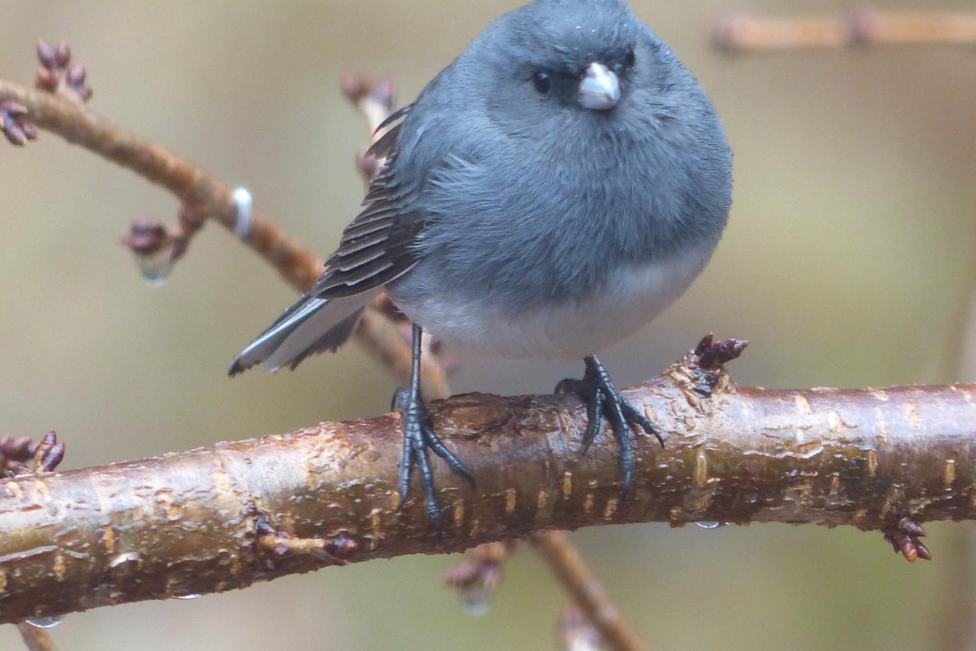 Dark-eyed junco bird