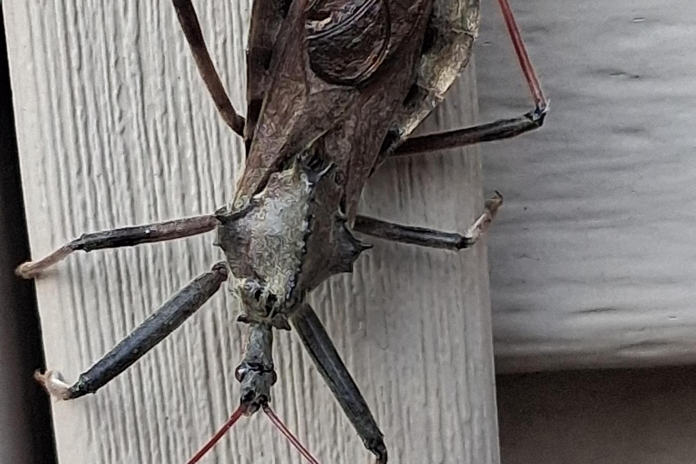 Greyish wheel bug with red legs