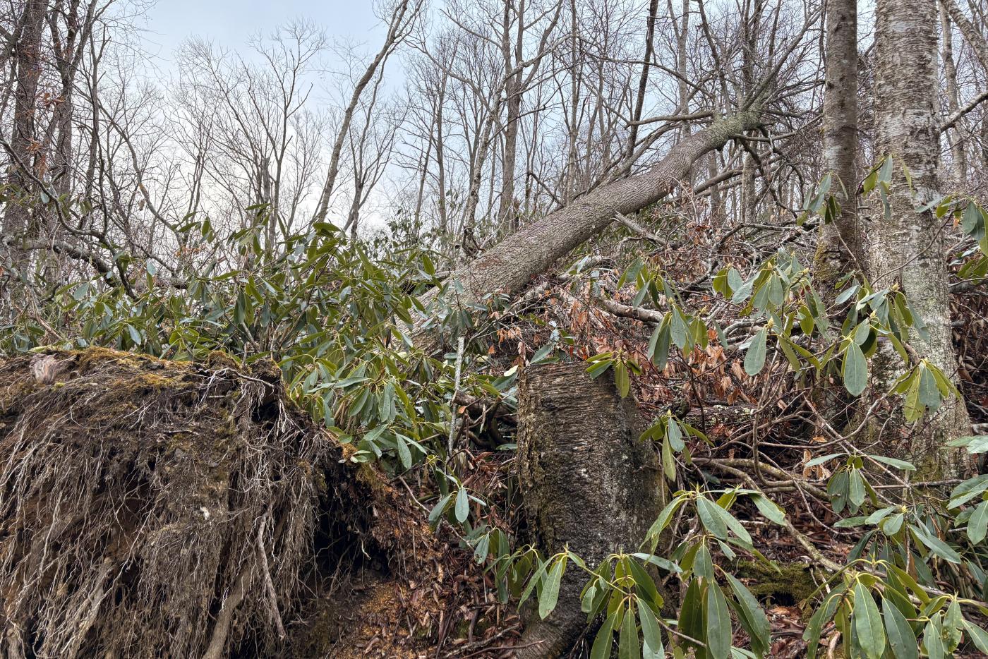 A fallen tree along the Profile Trail at Grandfather Mountain State Park, taken April 2025 after Hurricane Helene.