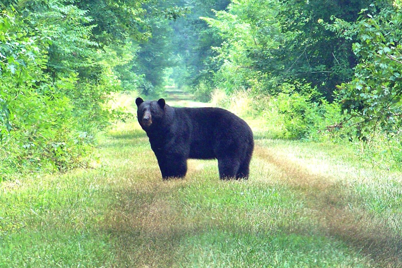 a large black bear stands in the middle of a grassy path surrounded by forest