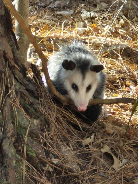 a Virginia opossum next to the bottom of a tree trunk in a pile of pine straw