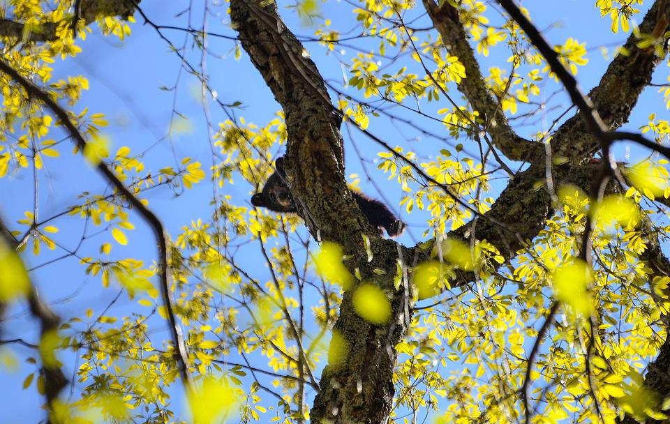 a black bear cub peeks down through bright yellow leaves while perched on a tree branch