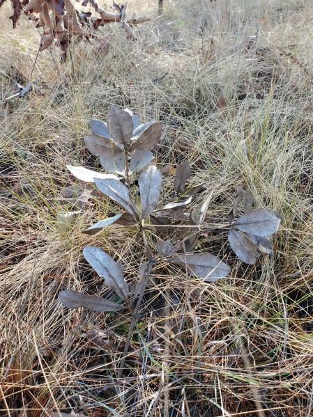 Carolina Wild Indigo plant with dry leaves