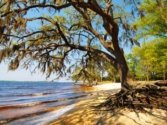 Goose Creek State Park | NC State Parks