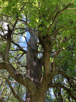 A close up of the trunk of a tree surrounded by branches with bright green leaves on it