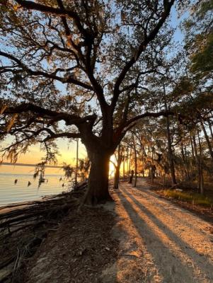 a large tree by a body of water with the sun shining behind it and casting shadows toward the camera