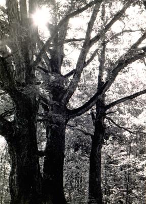 a large tree trunk split two ways with the sun shining through the top branches. the photo is black and white