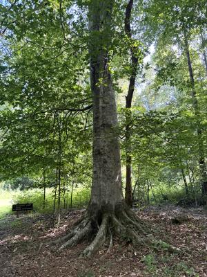 a large tree casting shade near a sign directing people to different trails