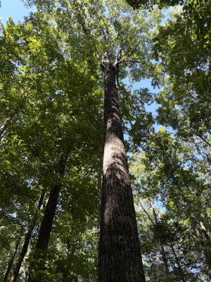 looking up from the bottom of a large tree towards the canopy of the forest 