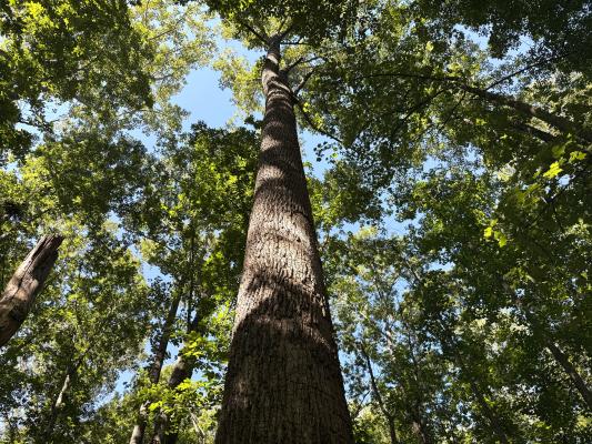 a view of a tree from the base of the trunk looking up into the canopy with a blue sky and green leaves