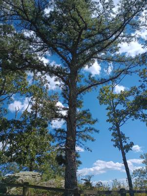 A tall pine tree with blue sky and clouds in the background