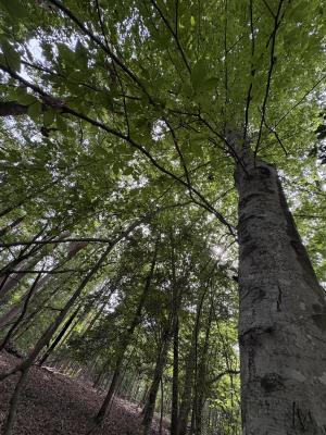 a view of a tree from the base of the trunk up toward the canopy