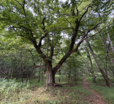 A large tree to the left of a worn path through the woods 