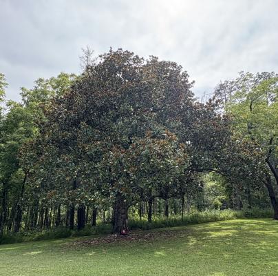 A round tree in the middle of a mowed lawn
