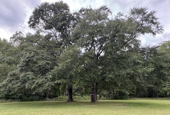 twin trees in a mowed field of grass with intermingling branches