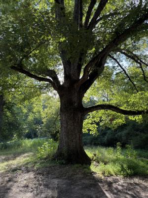 a large tree with the sun shining behind it 