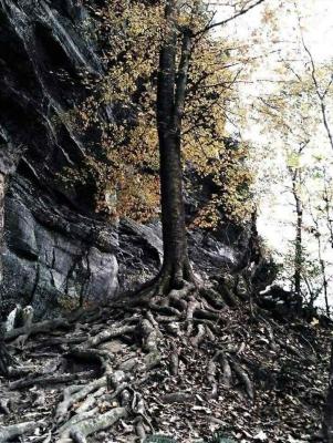 a tree surrounded by thick roots with yellow leaves next to a rock wall