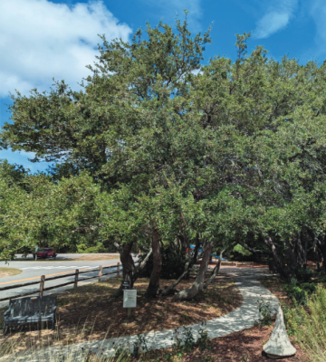 A large tree next to a parking lot 