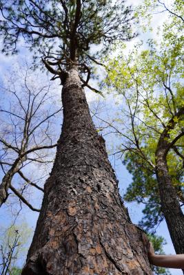 a pine tree looking up its trunk toward the top of the tree