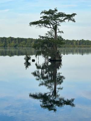 a large tree sitting solitary in the center of a calm lake 