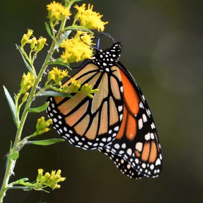 a monarch butterfly sitting on a flower