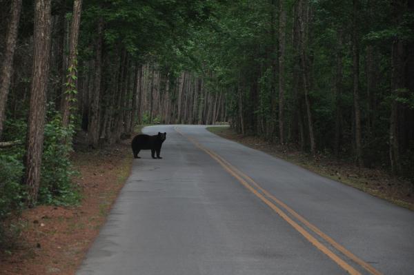 a black bear stands in the middle of a road surrounded by forest 