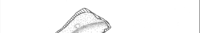 Line drawing detail of plate sherd